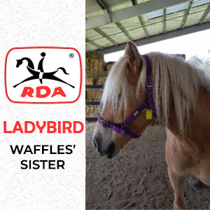 Ladybird | RDA Raymond Terrace - Riding For The Disabled - Horse Riding Profile