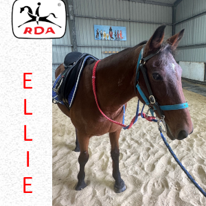 Horse Profiles | RDA Raymond Terrace Riding For The Disabled Horse Profiles