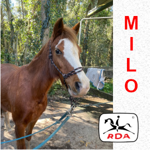 Horse Profiles | RDA Raymond Terrace Riding For The Disabled Horse Profiles