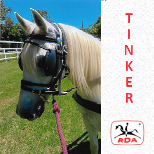 Horse Profiles | RDA Raymond Terrace Riding For The Disabled Horse Profiles